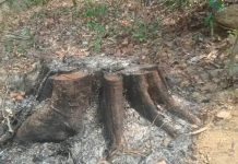 উখিয়ায় গাছখেকোদের বাঁচাতে মরিয়া বিট কর্মকর্তা মান্নান