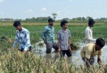 রাঙ্গামাটিতে ধান কেটে কৃষকের ঘরে পৌঁছে দিলেন ছাত্রদল নেতাকর্মীরা