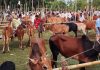 রাউজানে কোরবানীর পশুর হাট জমে উঠেছে