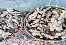 পাহাড়ী আদার কদর বেশী, কুরবানীর পূর্বে বিক্রয় হচ্ছে চড়া দামে