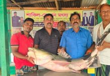 পদ্মায় ধরা পড়ল ৩৫ কেজি ৮০০ গ্রাম ওজনের বাঘাআইড় মাছ