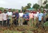 শ্রমিকসংকট: রাঙামাটিতে কৃষকের ধান কেটে দিল ছাত্রদল