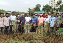শ্রমিকসংকট: রাঙামাটিতে কৃষকের ধান কেটে দিল ছাত্রদল