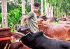 রাউজানে শেষ মৃহুর্তে কোরবানীর পশুর হাট জমে উঠেছে