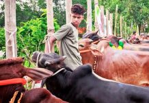 রাউজানে শেষ মৃহুর্তে কোরবানীর পশুর হাট জমে উঠেছে