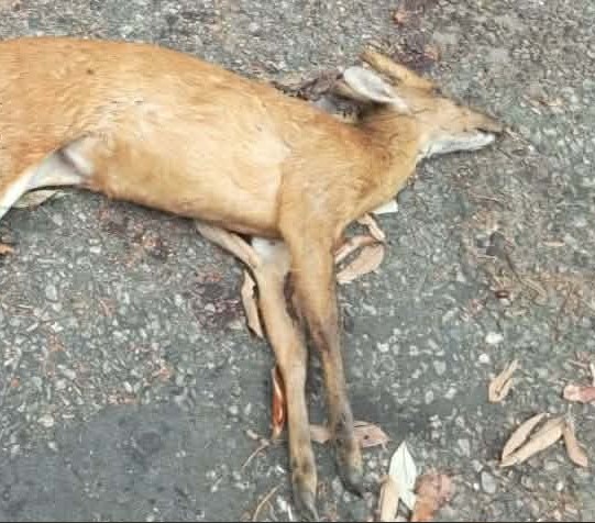 কাপ্তাইয়ে খাবারের খোঁজে লোকালয়ে এসে প্রাণ গেল মায়া হরিণের