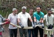 মুরগী খেতে এসে ১২ কেজি ওজনের অজগর উদ্ধার, গভীর জঙ্গলে অবমুক্ত