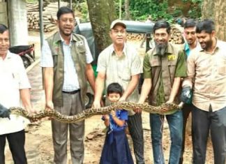 উদ্ধার হওয়া অজগর কাপ্তাই ন্যাশনাল পার্কে অবমুক্ত
