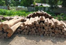 রাঙ্গুনিয়ায় কোটি টাকার বনের কাট পাচার,ঘুমিয়ে আছে বনবিভাগ!