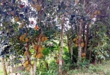 হালদার পাড়ের জমি ও বেড়িবাধে কাঠাল গাছে কাঁঠালের বাম্পার ফলন