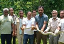 উদ্ধার করা অজগর কাপ্তাই জাতীয় উদ্যানে অবমুক্ত