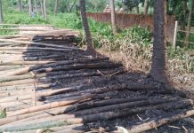 রাউজানে দুর্বৃত্তের আগুনে পুড়েছে নির্মাণ সামগ্রী ও নারিকেল গাছ