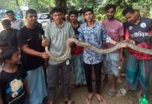 মিরসরাইয়ে ১২ ফুট লম্বা অজগর উদ্ধার, পরে বনে অবমুক্ত