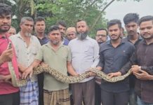 খাগড়াছড়িতে মাছ ধরা জালে বার্মিজ প্রজাতির অজগর সাপ ধরা, বন বিভাগে হস্তান্তর