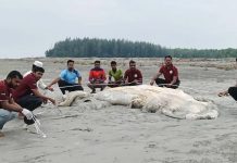 কুয়াকাটা সৈকতে আবারও ভেসে এলো ৫৬ ফুট লম্বা মৃত তিমি