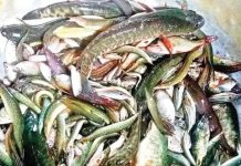 বিলুপ্তের পথে মুক্ত জলাশয়ের দেশীয় মাছ