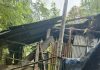 কাপ্তাইয়ের চিৎমরমে বন্য হাতির আক্রমণ নিত্যনৈমিত্তিক ঘটনা, জনসাধারণ চরম আতংকে