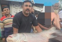 পদ্মায় জেলের জালে ধরা পড়ল ৩৫ কেজির এক কাতল মাছ