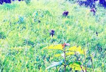 রাউজানে পাহাড়ের পাদদেশে জুম চাষ, হলুদ-আদা ও সবজির চাষাবাদ